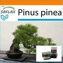 SAFLAX - Sodas maiše - Bonsai - Akmeninė pušis - 6 sėklos - Su substratu tinkančiame stovimame maišelyje - Pinus pinea