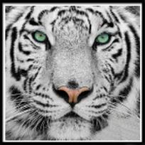 5D Diy Diamond Painting Animal Mosaic Cross Stitch Mosaic Home Decoration Wall Sticker Craft 30X30cm gray