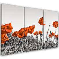 Three piece picture canvas print Red corn poppy 60x40 raudona