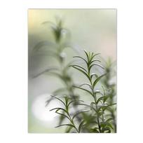 Green Leaves Plant Posters Agave Cactus Abstract Line Geometry Wall Art Prints Canvas Painting Nordic Pictures Living Room Decor 21X30cm No Frame white