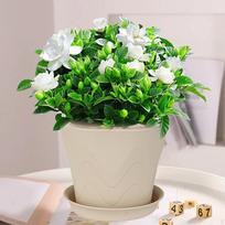 Bonsai Flower Pot with Base - Versatile Lightweight Planter Vegetable for Garden, Yard, balta