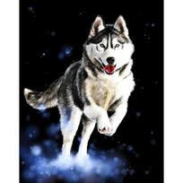 „Husky Animal“ „pasidaryk pats“ skaitmeninė tapyba pagal numerius Modernus sienų menas, tapyba ant drobės, unikali dovana namų dekoravimui 40x50 cm 40x50cm no frame