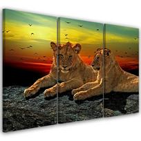 Trijų dalių paveikslų drobės spaudinys Lion Savanna Africa Nature 60x40 įvairiaspalvis