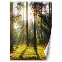 Wallpaper Morning sun in a forest 100x140 žalia