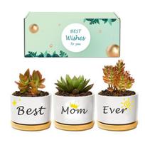 3pcs Set Mom Series Ceramic Succulent Pot Desktop Potted Plant Hand Drawn Plant Pot Vase DIY Desk Decor Decorative Flower Pot white