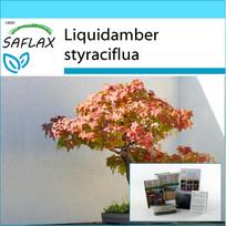 SAFLAX - Dovanų rinkinys - Bonsai - American Sweet Gum - 100 sėklų - Su dovanų dėžute, kortele, etikete ir vazono substratu - Liquidamber styraciflua