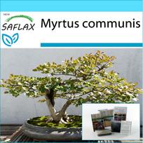 SAFLAX – Dovanų rinkinys – Bonsai – Tikroji mirta – 30 sėklų – Su dovanų dėžute, kortele, etikete ir vazono substratu – Myrtus communis