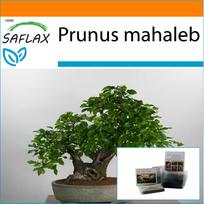 SAFLAX - Garden in the Bag - Bonsai - Mahaleb Cherry - 30 seeds - With substrate in a fitting stand up bag - Prunus mahaleb