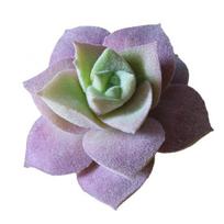 1vnt plastikiniai netikri dirbtiniai sukulentai bonsai sodo namų biuro dekoras A