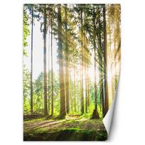 Wallpaper Forest Sun Nature Trees 100x140 žalia