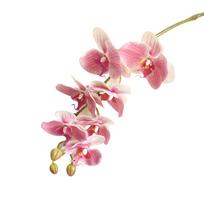 TOP-MART 1 vnt. dirbtinių gėlių drugelių orchidėja „pasidaryk pats“ vestuvių vakarėlio darbalaukio dekoras one size šviesiai rausvos spalvos