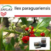 SAFLAX - Sodas maiše - Yerba mate - 10 sėklų - Su substratu tinkamame stovimame maišelyje - Ilex paraguariensis