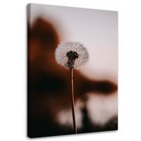 Canvas print Dandelion Plants 40x60 ruda