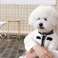 Luxury Small Fragrance Knitting Pet Clothes Fashion Design Dog Jacket Delicate Soft Cat Costume French Bulldog Coat XS balta