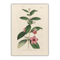 Nordic retro art plant canvas painting flower evolution Popular Science Poster living room corridor home decoration mural No Frame 21*30cm No Frame