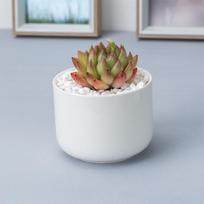 Simple Mini White Creative Garden Mini Succulent Ceramic Round Potted Flowerpot  Green Plant Pot Home Office Desktop Bonsai