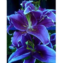 5D deimantinis paveikslas  violetinė lelijos gėlė  Deimantinis siuvinėjimas Didelis gėlių siuvinėjimas kryželiu 5D namų dekoras 20X30CM blue