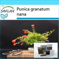 SAFLAX – Dovanų rinkinys – Bonsai – Nykštukinis granatas – 50 sėklų – Su dovanų dėžute, kortele, etikete ir vazono substratu – Punica granatum nana