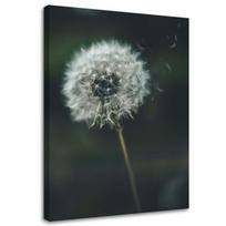 Canvas print Dandelion Plant Green 40x60 žalia