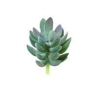 Mini Artificial Succulent Plant in Decorative Pots Stylish Accent Piece 3# gray