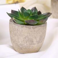 1/3/6pcs Artificial Succulent Plants Plastic Mini Artificial Bonsai Fake Simulation Decorative Ball Plants for Office Home Decor