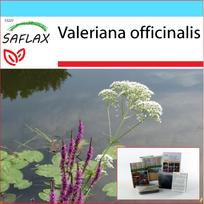 SAFLAX – Dovanų rinkinys – Paprastasis valerijonas – 200 sėklų – Su dovanų dėžute, kortele, etikete ir vazono substratu – Valeriana officinalis