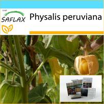 SAFLAX Dovanų rinkinys – Agrastas / Peru vyšnia – 100 sėklų – Su dovanų dėžute, kortele, etikete ir vazono substratu – Physalis peruviana