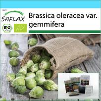 SAFLAX Dovanų rinkinys – Ekologiškas – Briuselio kopūstas – Groninger – 30 sėklų – Su dovanų dėžute, kortele, etikete ir vazono substratu – Brassica oleracea