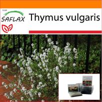 SAFLAX Sodas maiše – Paprastasis čiobrelis – 200 sėklų – Su substratu tinkamame stovimame maišelyje – Thymus vulgaris