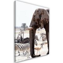 Canvas print, Animals Africa elephant zebras ostriches antelopes 40x60