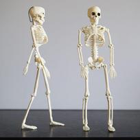 2 vnt. Helovino skeletų dekoracijos, pilno kūno, su lanksčiais sąnariais, 16'' skeletai