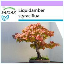 SAFLAX Bonsai – American Sweet Gum – 100 sėklų – Liquidamber styraciflua