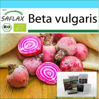 SAFLAX Dovanų rinkinys - Ekologiškas - Burokėliai - Chioggia - 70 sėklų - Su dovanų dėžute, kortele, etikete ir vazono substratu - Beta vulgaris