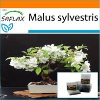 SAFLAX Sodas maiše - Bonsai - Laukinis krabas - 30 sėklų - Su substratu tinkamame stovimame maišelyje - Malus sylvestris