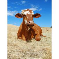5D Deimantinė tapyba Pilnas apvalus gręžimas Karvė Kryželiu Deimantų mozaika Gyvūnas Deimantinė siuvinėjimo mozaika Namų dekoras Full Round 20x30CM brown