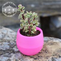 Flower Pots Mini Flowerpot Garden Plastic For Succulent Plants Desktop Nursery Pots Flower Pots Home Decor Mini Flower Pots 6.5 X 6.5 X 5