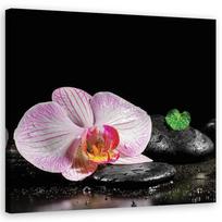 Drobės spauda, Žydinti zen orchidėja 30x30 juoda