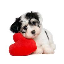 5D DIY Rhinestone Painting Diamond Cross-stitch Love Heart Dogs Embroidered Drawing Needlework Multicolor Stitchwork black