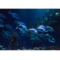 The Underwater World DIY 5D Decoration Painting Diamond Embroidery Painting Cross Stitch 20X30CM blue