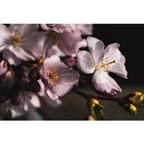 5D DIY Diamond Painting Plum blossom Cross Stitch Diamond Embroidery Flowers 20X30CM gray