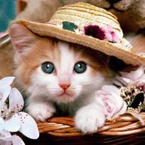 5D DIY Diamond Painting Cat hat flower Full round Drill Diamond Embroidery Cross Stitch 30x30CM white