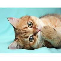 Diamond Painting Cute Cat Arrival Diy Diamond Embroidery Cross Stitch Home Decoration 20X30CM beige