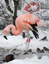 Deimantinis paveikslas Flamingas Visas apvalus deimantinis siuvinėjimas kryželiu Dekoras Pagrindinis Kalnų krištolas paveikslėlis 20X30CM white
