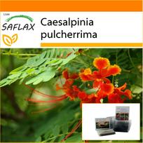 SAFLAX - Sodas maiše - Meksikos rojaus paukštis - 10 sėklų - Su substratu tinkamame stovimame maišelyje - Caesalpinia pulcherrima