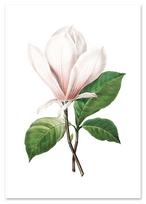 Plakatas gėlė magnolija retro vintage 21x29,7 cm A4