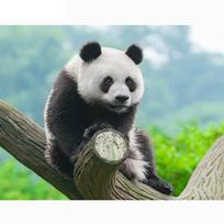 Visiškai apvalus grąžtas deimantinis siuvinėjimas „Panda 5D“ „pasidaryk pats“ deimantinis dažymas kryželiu krištolinis 20X30CM