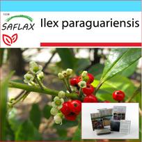 SAFLAX – Dovanų rinkinys – Yerba mate – 10 sėklų – Su dovanų dėžute, kortele, etikete ir vazono substratu – Ilex paraguariensis