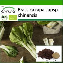 SAFLAX – Ekologiški – Pekininės garstyčios kopūstai – Pak Choi – 300 sėklų – Su vazoniniu substratu geresniam auginimui – Brassica rapa