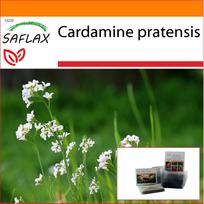 SAFLAX - Sodas maišelyje - Pievinis česnakas - 100 sėklų - Su substratu tinkamame stačiame maišelyje - Cardamine pratensis