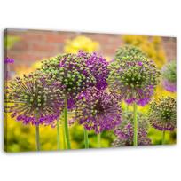 Drobės spaudinys, Dekoratyvinis česnakas 60x40 violetinė